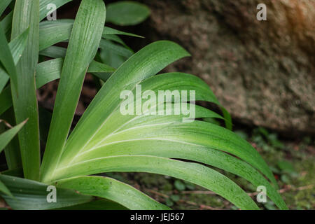 Plantes ornementales vert sur le terrain. Banque D'Images