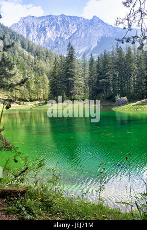 Shot verticale de l'été du lac vert de montagne en Autriche Banque D'Images