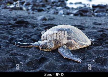 Belle grande tortue couchée sur le sable noir - Hawaii island Banque D'Images