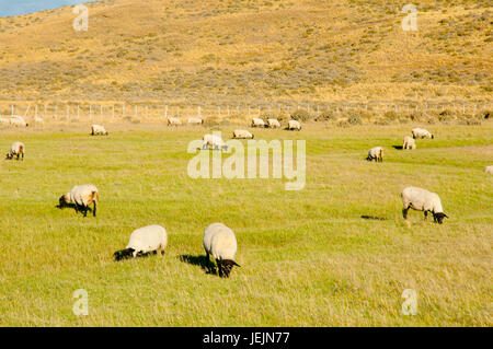 Suffolk Sheep - Tierra del Fuego - Chili Banque D'Images