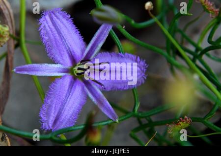 Fleur pourpre WA indigènes Banque D'Images