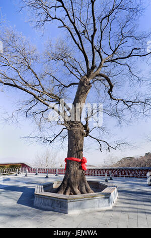 Styphnolobium japonicum synonyme Sophora japonica, arbre pagode japonais à un temple bouddhiste chinois Banque D'Images