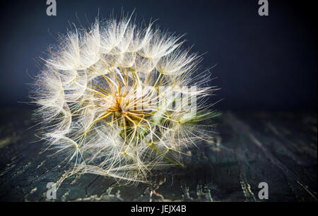 Le pissenlit avait séché prêt à voler sur le vent d'été Banque D'Images