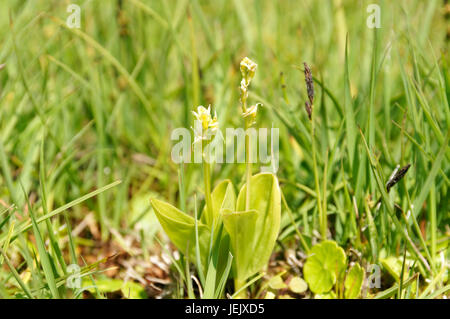 Orchidée Liparis loeselii Fen, var ovata, très rare orchidée, réserve naturelle nationale de Kenfig, Porthcawl, Galles du Sud. Banque D'Images