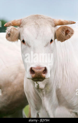 Portrait d'une vache Blonde d'Aquitaine Banque D'Images