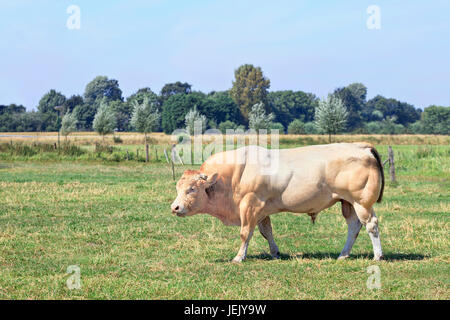 La Blonde d'Aquitaine bull dans un pré vert frais. Banque D'Images