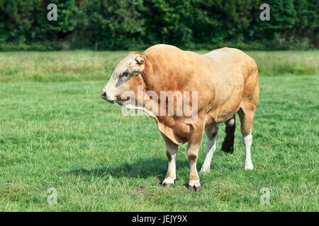 La Blonde d'Aquitaine bull dans un pré vert frais. Banque D'Images