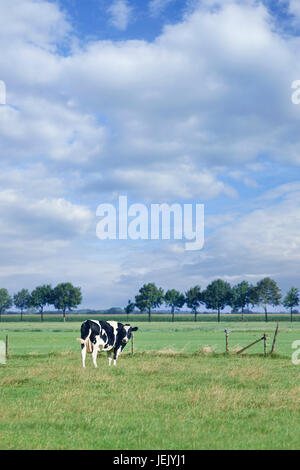 Vache Holstein-Frisian de pâturage se trouve dans une verte prairie sous le soleil d'summerday. Banque D'Images
