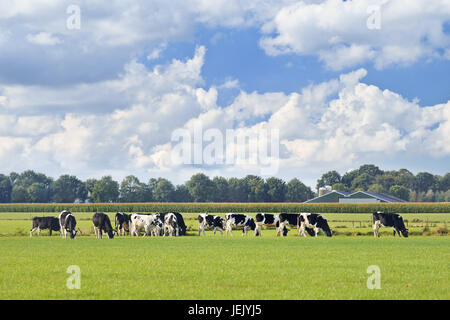 Les bovins Holstein dans une verte prairie, champ et ferme sur arrière-plan, ciel bleu et nuages spectaculaires, aux Pays-Bas. Banque D'Images