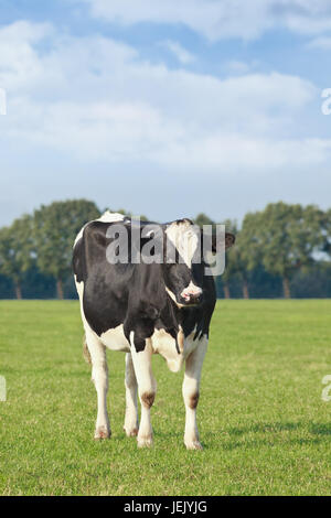 Les bovins Holstein dans un pré vert avec un bord de forêt sur l'arrière-plan, les Pays-Bas. Banque D'Images