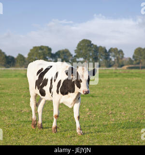 Les bovins Holstein dans un pré vert avec des arbres sur l'arrière-plan, les Pays-Bas. Banque D'Images
