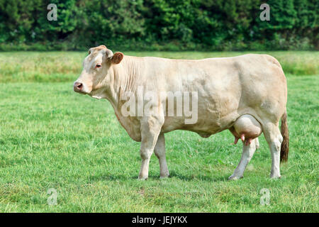 La Blonde d'Aquitaine vache dans un pré vert frais Banque D'Images