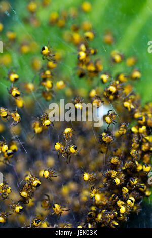 Jardin araignée européenne (Araneus diadematus) petits Banque D'Images