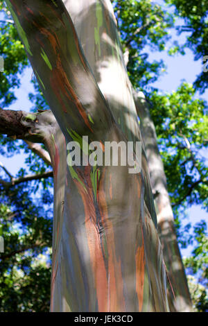 Forêt (arbres Arc-en-ciel peint) Maui Banque D'Images