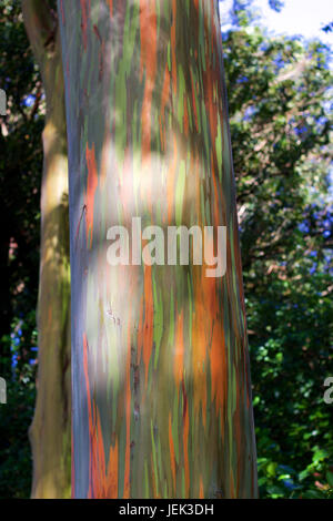 Forêt (arbres Arc-en-ciel peint) Maui Banque D'Images