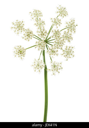 Angelica archangelica fleurs isolé sur fond blanc Banque D'Images