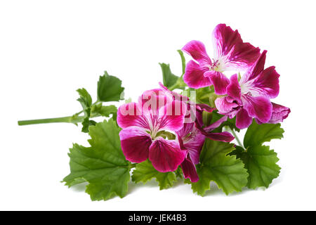 Fleurs parfumées isolé sur fond blanc Banque D'Images