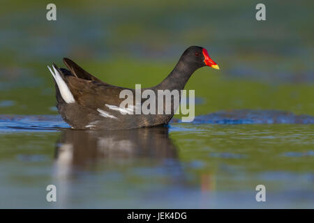 La Gallinule poule-d'eau (Gallinula chloropus), dans un bassin de natation adultes Banque D'Images