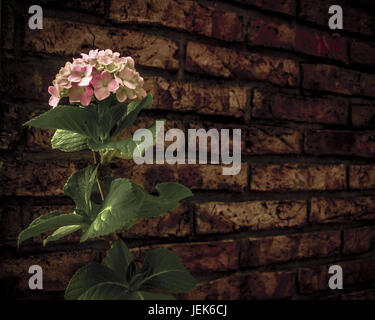 Mur de briques en face de fleurs Banque D'Images