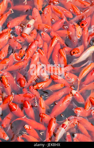 Pond à l'essaimage Chagoi rouge, jardin botanique, Beijing Banque D'Images