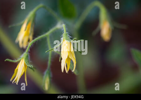 Fleurs de tomate sur la tige. Concept de l'agriculture. Banque D'Images