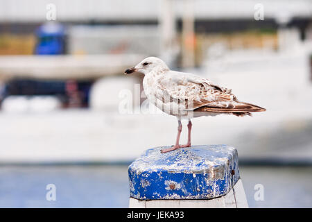 Les jeunes seagull sur un bollard, Scheveningen, Pays-Bas Banque D'Images