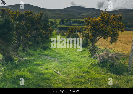 Une belle campagne irlandaise à côté d'une ferme. Banque D'Images