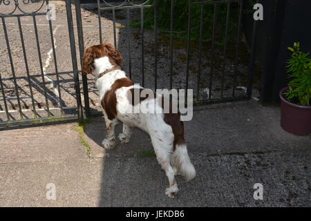 English Springer Spaniel debout sur de patio à la cour par décorative en métal peint noir porte de jardin pour regarder les chats animaux Banque D'Images