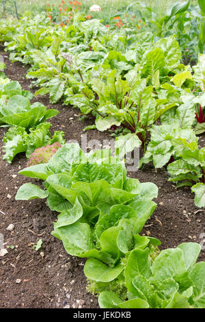 Potager avec de la laitue et autres salades growing Banque D'Images