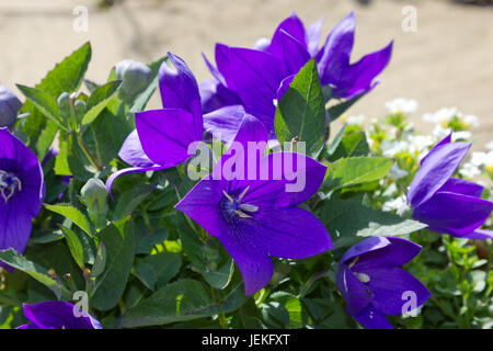 Platycodon Grandiflorus Banque D'Images