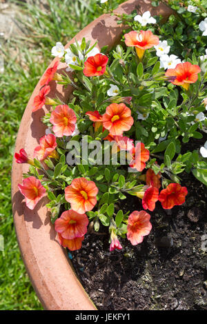 Calibrachoa ou «Mellion Bells» après Petunia Banque D'Images