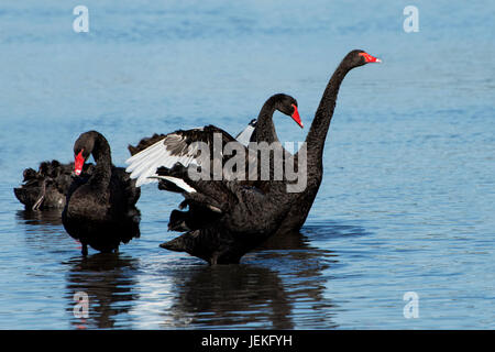 Les cygnes noirs dans un lac, de l'Australie Banque D'Images