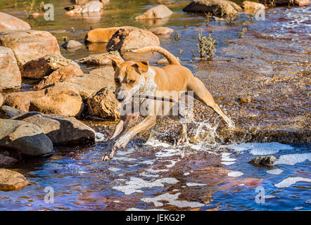 American Staffordshire terrier chien jouant dans la rivière Banque D'Images