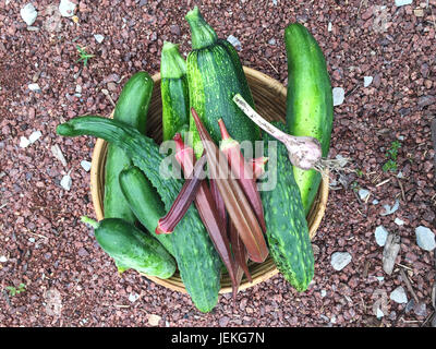 Bol avec courgettes fraîchement cueillies, les concombres, le gombo et l'ail Banque D'Images