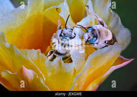 Deux abeilles Cactus faisant face à une fleur de cactus, Arizona, États-Unis Banque D'Images