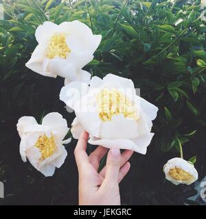 Woman's hand touching pivoines Banque D'Images