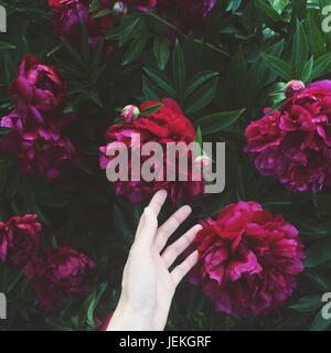 Woman's hand touching pivoines Banque D'Images