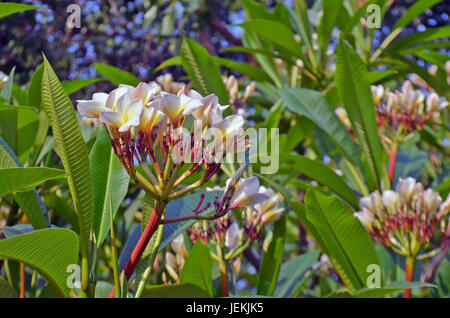 Plumeria Tropical flower blanc à Lumbini, Népal. Close up Banque D'Images