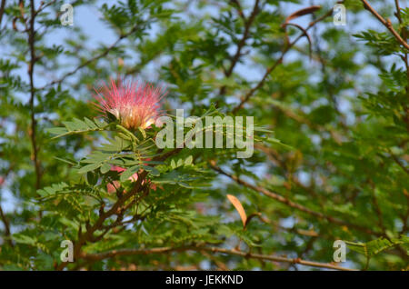 Le Mantis sur Powder Puff rouge fleurs arbres Banque D'Images