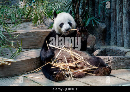 Panda aiment manger des tiges de bambou Banque D'Images