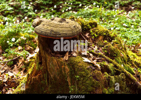 Belle souche d'arbre avec un trou dans l'ensemble des lichens et mousses Sphagnum Banque D'Images