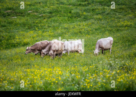 Groupe de vaches (race Braunvieh Suisse) pâturage sur un pré vert. Banque D'Images