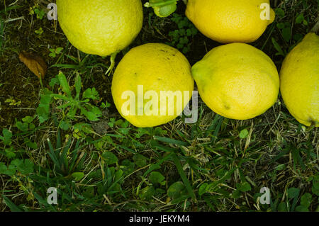 Un havest de nouveaux citrons sur l'herbe qui ont été choisis à partir d'un citronnier dans le jardin Banque D'Images