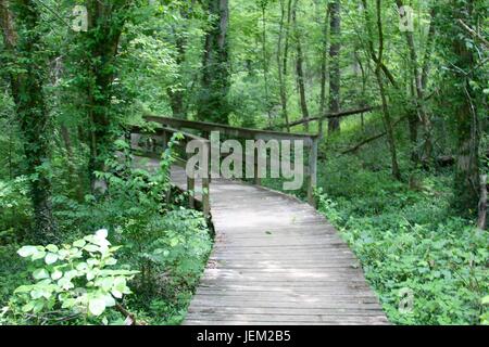 Une journée sur les pistes et la forêt dans le parc. Banque D'Images