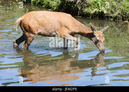 Comme le temps chaud continue, un troupeau de cerfs se rafraîchir dans Richmond Park's Beverley Brook où : London, Royaume-Uni Quand : 26 mai 2017 Banque D'Images