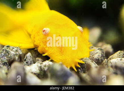 Golden Ancistrus albinos mâle catfish pleco nez poils Banque D'Images