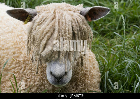 Lion de Cotswold moutons dans un enclos Banque D'Images