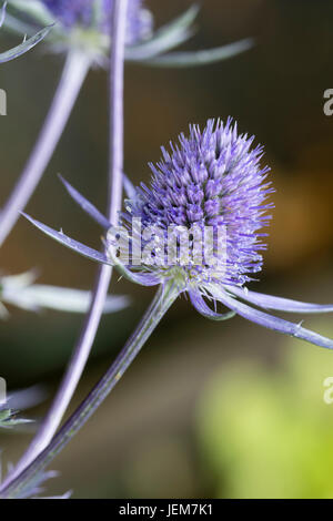 Gros plan sur la tête de la fleur bleu panaché blanc sea holly, Eryngium 'Jade Frost' Banque D'Images