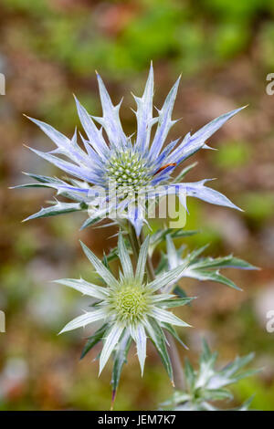 Fleurs bleues et les bractées de la mer holly, Eryngium 'Amethyst' Picos Banque D'Images