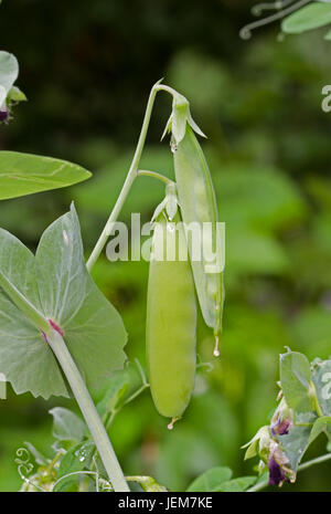 Plante de pois, couvert de gouttes de pluie Banque D'Images